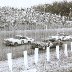 Bobby Isaac, Wendell Scott & David Pearson @ Hickory