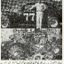 77 wreck nascar newsletter 1963