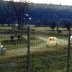 Jeep Herbert  37 Chasing Chuck Mahoney S33 Stateline 1957