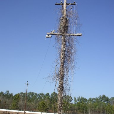 Light Pole at MGR