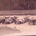 turn 3 at knoxville raceway,melvin corum collection
