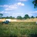 Harvey Jones flip, Waycross, Ga. 1960