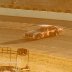 Martinsville Speedway 10-30-78  Bob Pressley