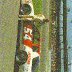 #54 Donnie Allison 1987 BGN