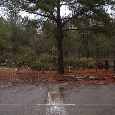 Pines from last week/Columbia Speedway