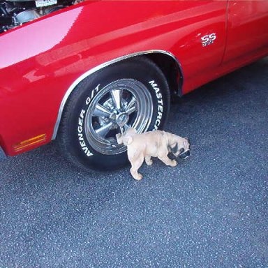 Emailing: Car Show Dog --