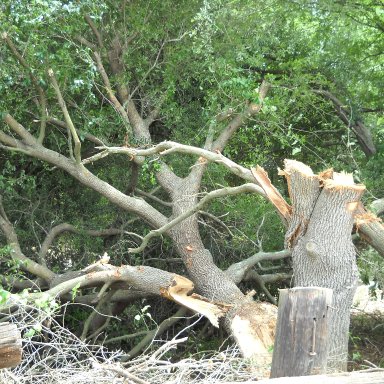 Fallen Tree between Turn 3 and 4 High Side