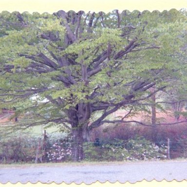 150 Year old Beech Tree where Wood Brothers Racing Began 58 years ago