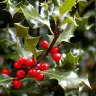 Holly
