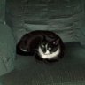 Straycat 289