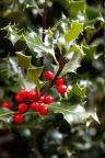 Holly